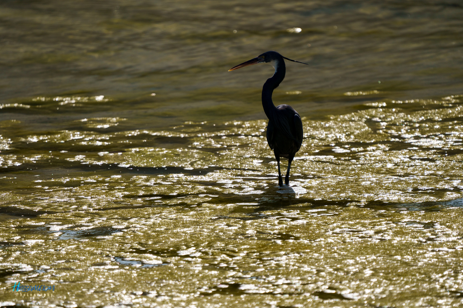 Western reef heron