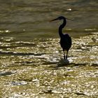 Western reef heron