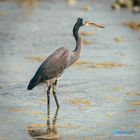 Western Reef-Heron