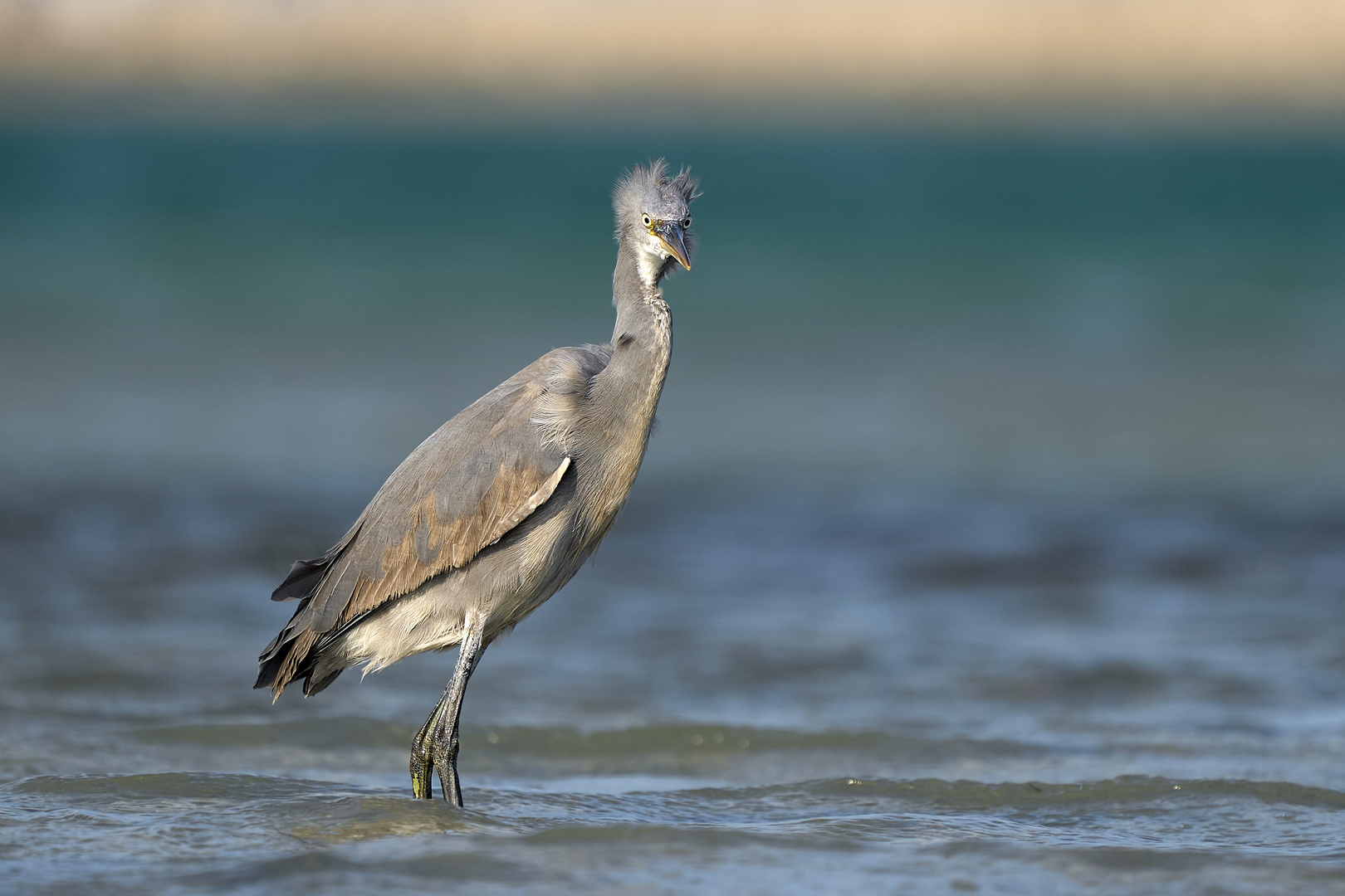 Western reef heron