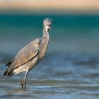 Western reef heron