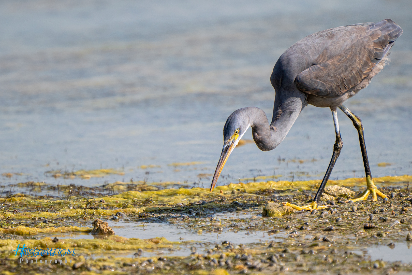 Western Reef-Heron