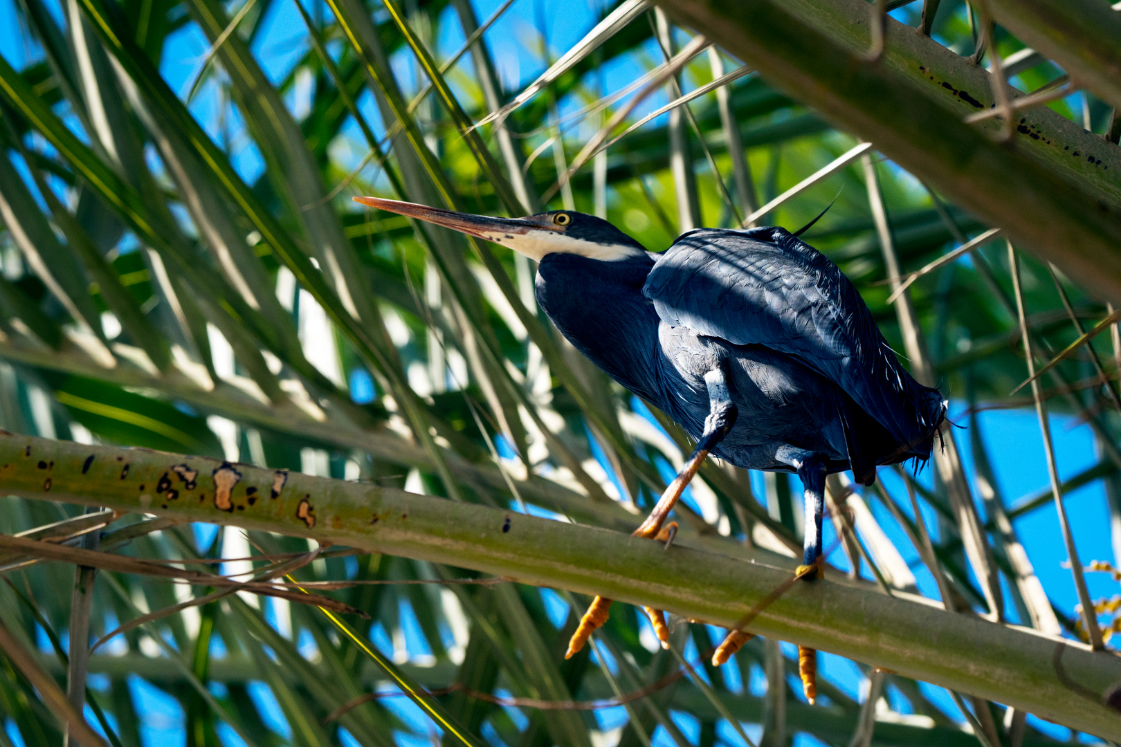 Western Reef-Heron