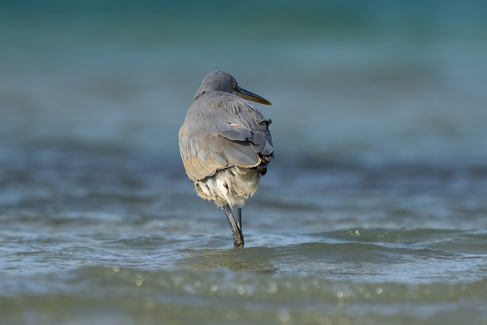 Western reef heron