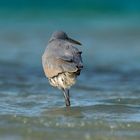 Western reef heron