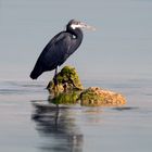 Western Reef-Heron (Dark morph)