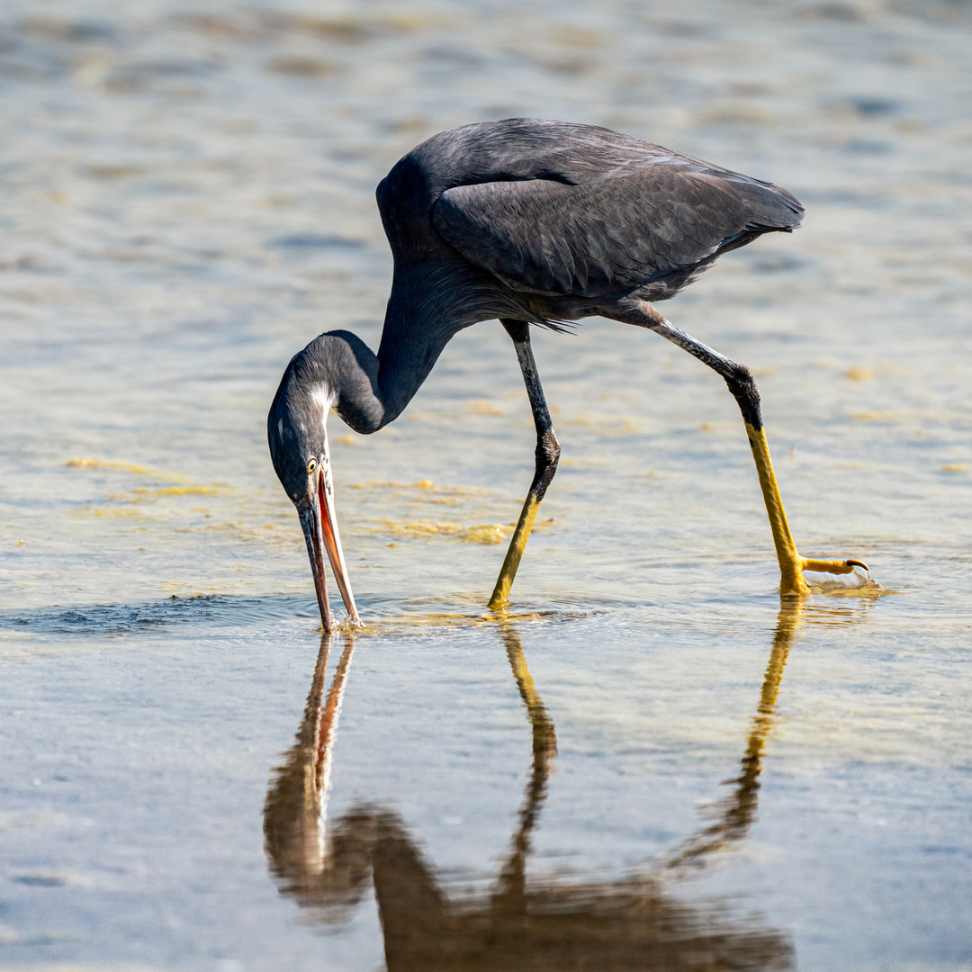 Western Reef-Heron (Dark morph)