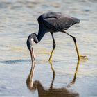 Western Reef-Heron (Dark morph)