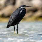 Western Reef-Heron (Dark morph)