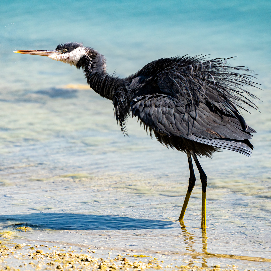 Western Reef-Heron (Dark morph)