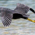 Western Reef-Heron (Dark morph)