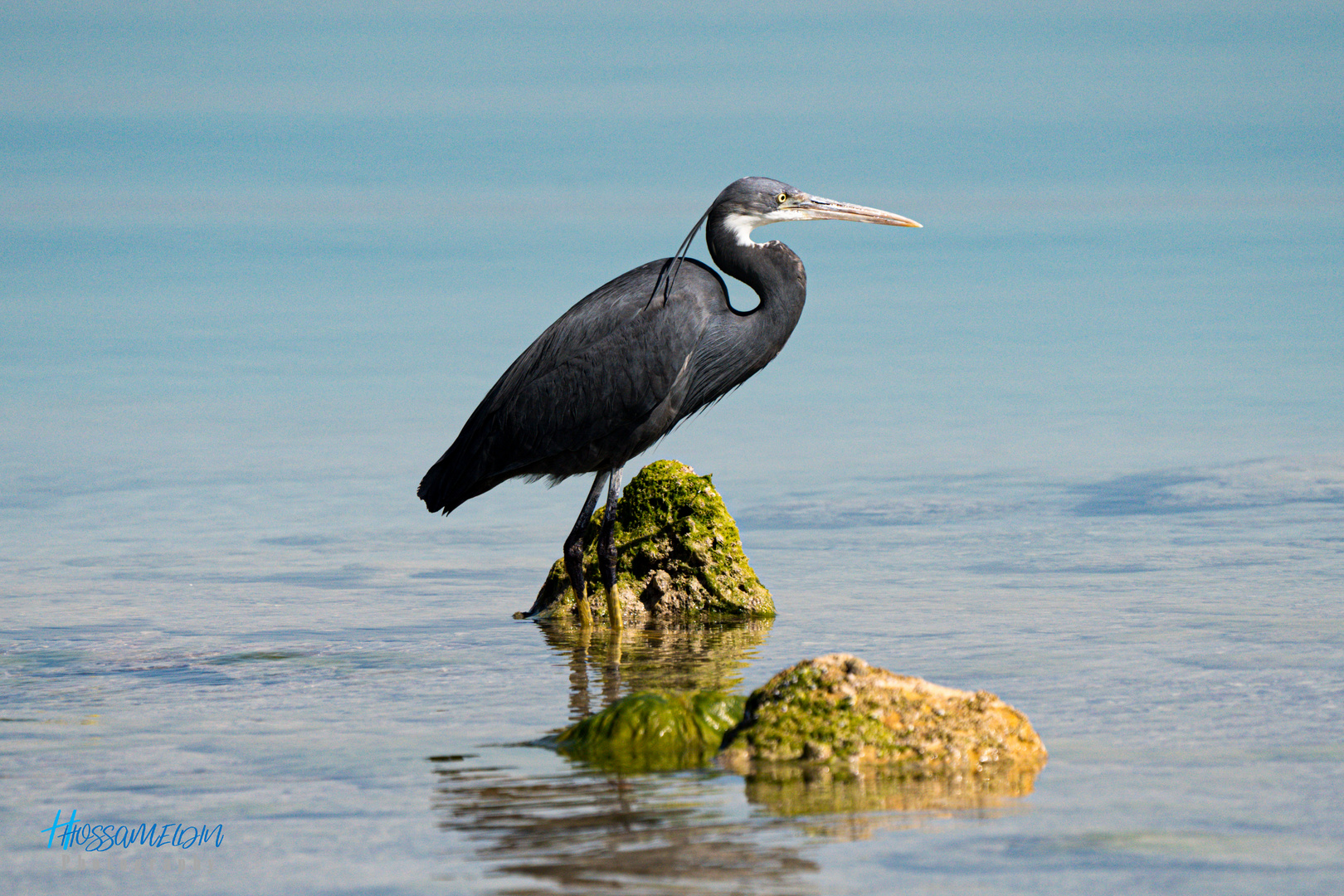 Western Reef-Heron (Dark morph)