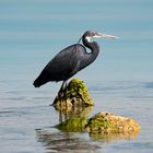 Western Reef-Heron (Dark morph)