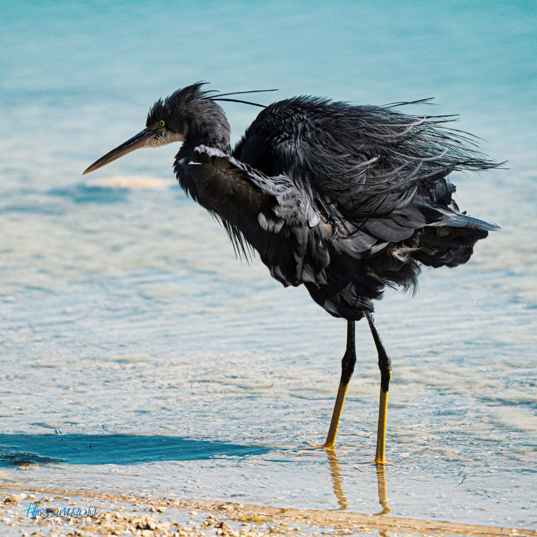 Western Reef-Heron (Dark morph)