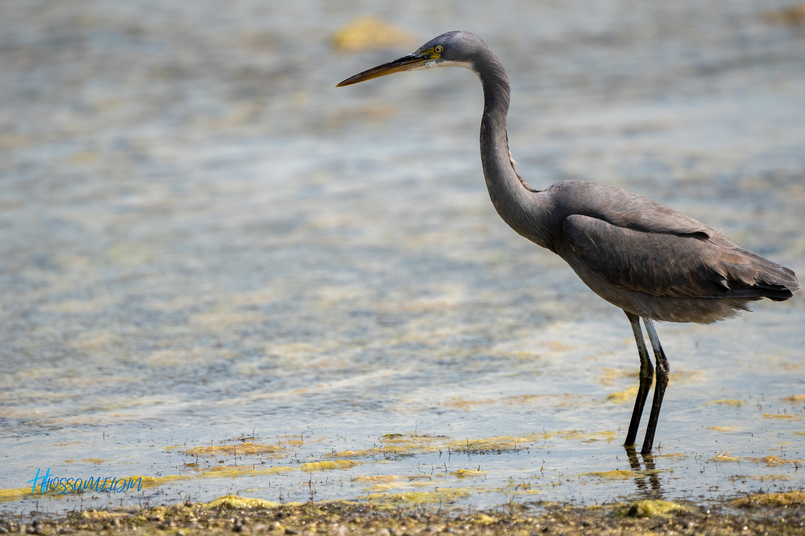 Western Reef-Heron