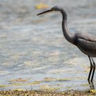 Western Reef-Heron