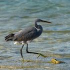 Western reef heron