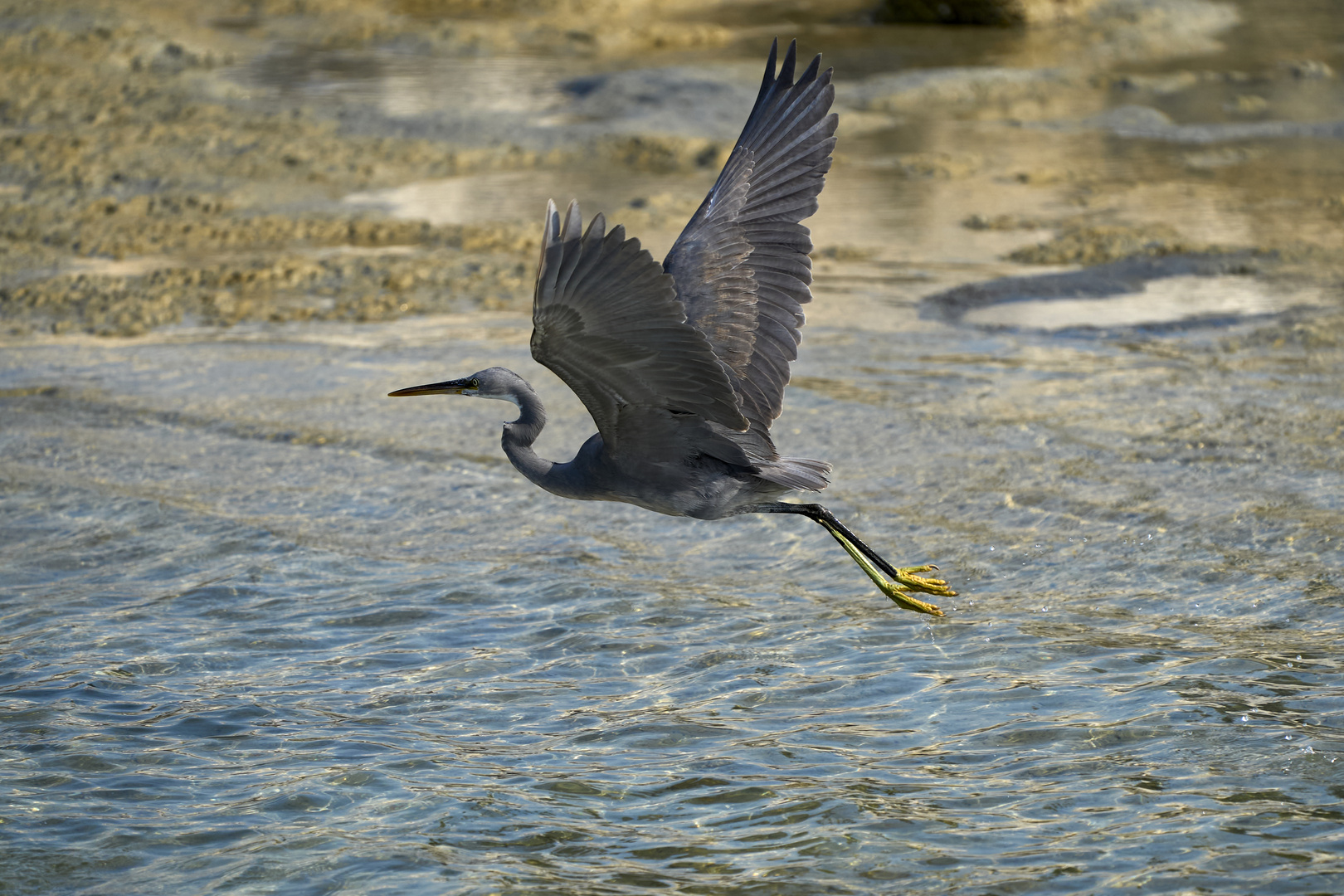 Western reef heron