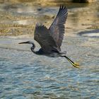 Western reef heron