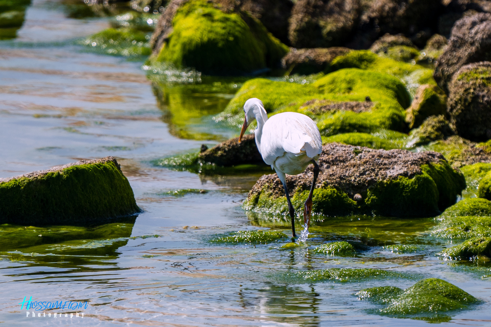 Western Reef-Heron