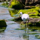 Western Reef-Heron