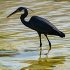 Western reef heron