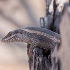 Western Rock Skink