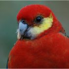 Western Rosella