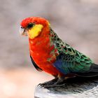 Western Rosella