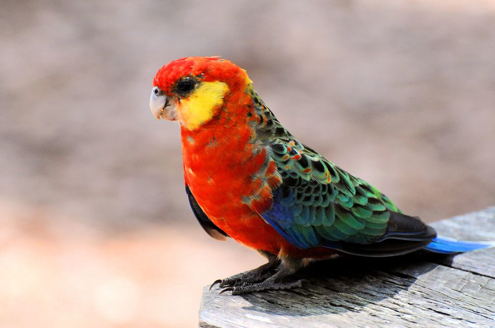 Western Rosella