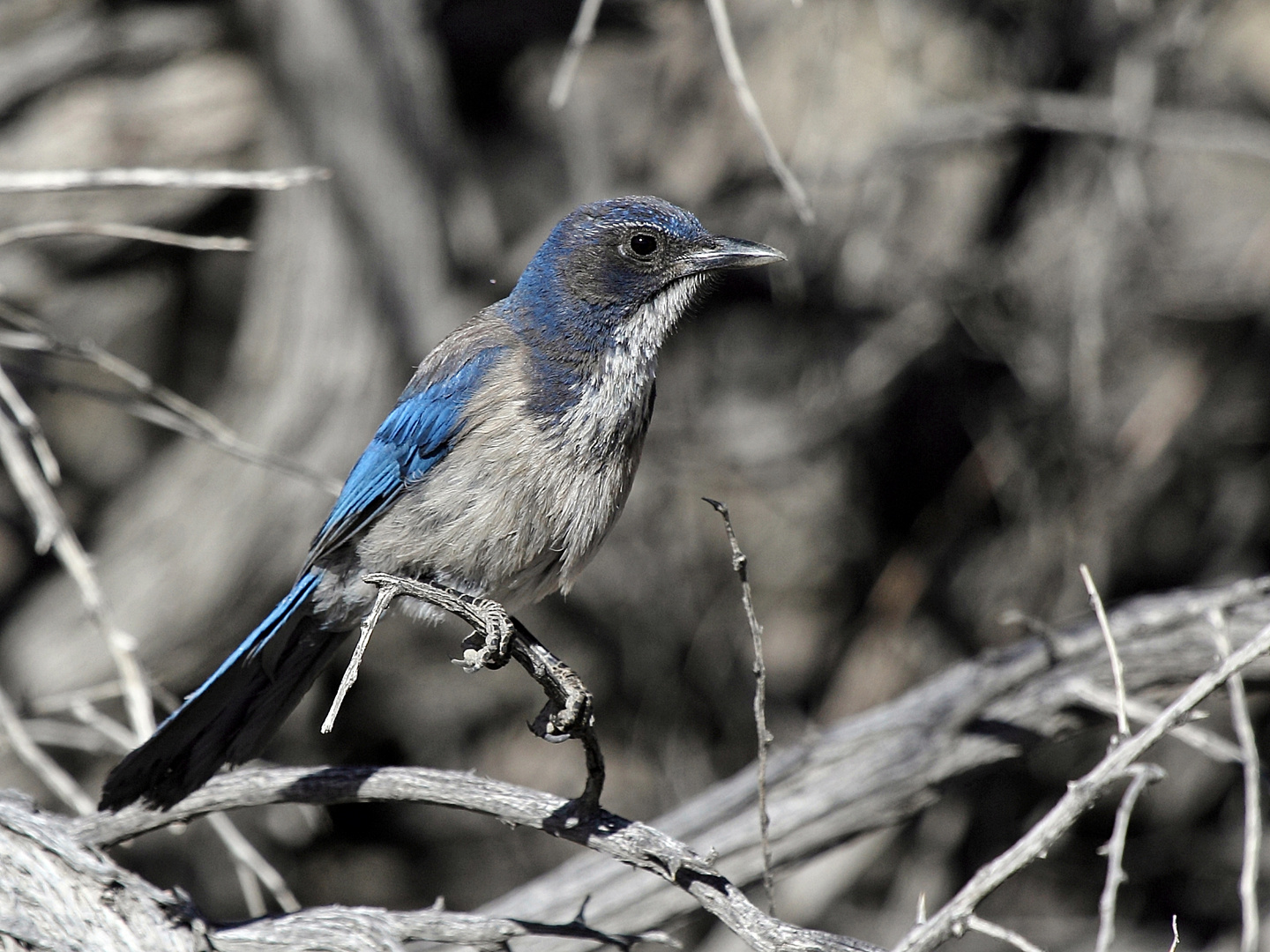 Western Scrub Jay