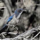 Western Scrub Jay