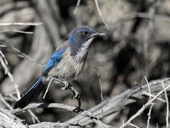 Western Scrub Jay