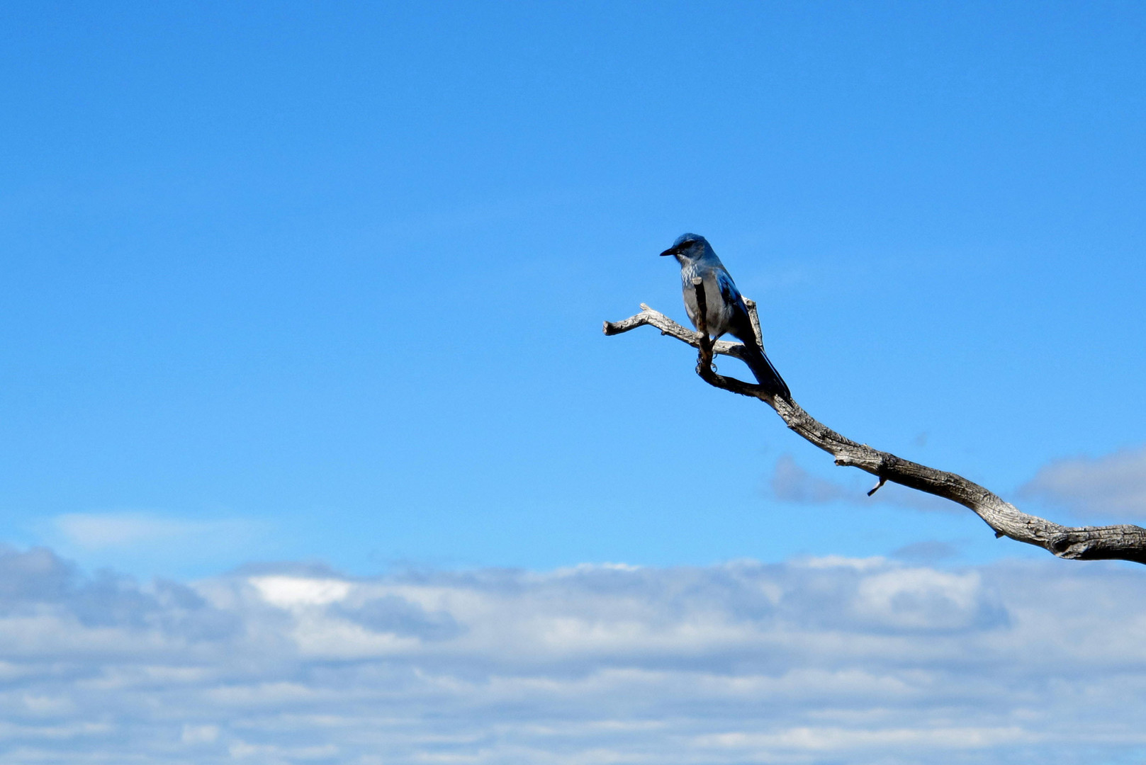 Western Scrub Jay