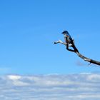 Western Scrub Jay