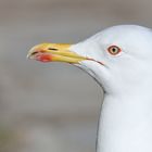 Western Seagul Portrait