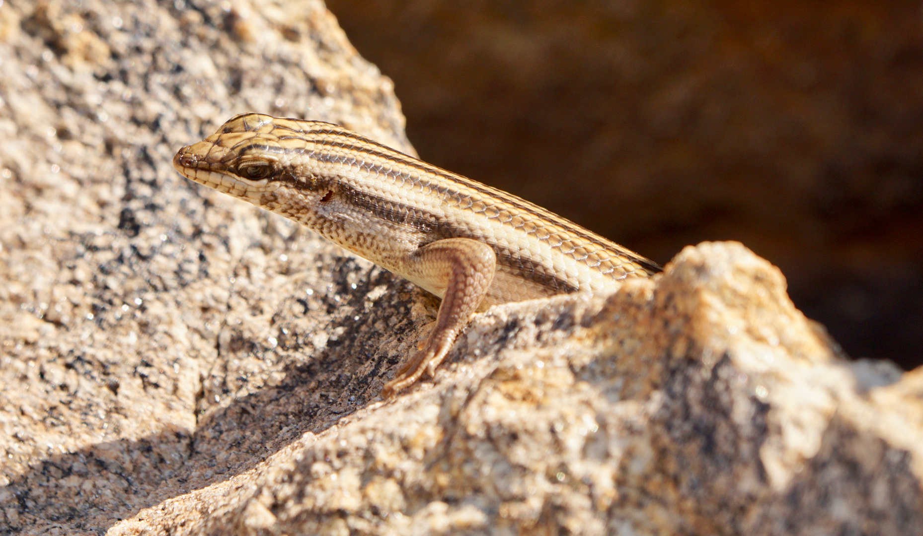 Western Skink auf Kobo Kobo