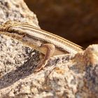 Western Skink auf Kobo Kobo