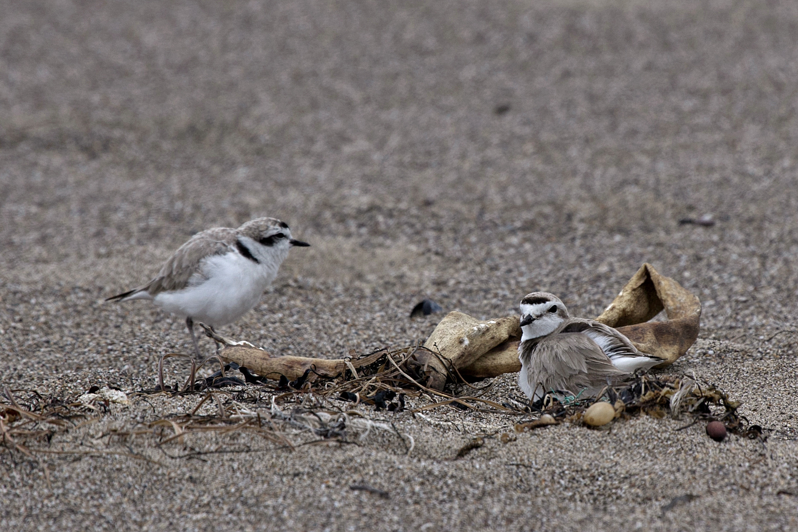 Western Snowy Plover