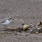 Western Snowy Plover