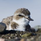 Western Snowy Plover (bird) south of Villa Creek, Estero Bluffs, just north of Cayucos, CA