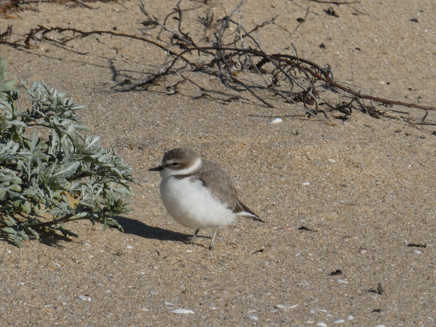 Western Snowy Plover  -  Charadrius alexandrinus nivosus