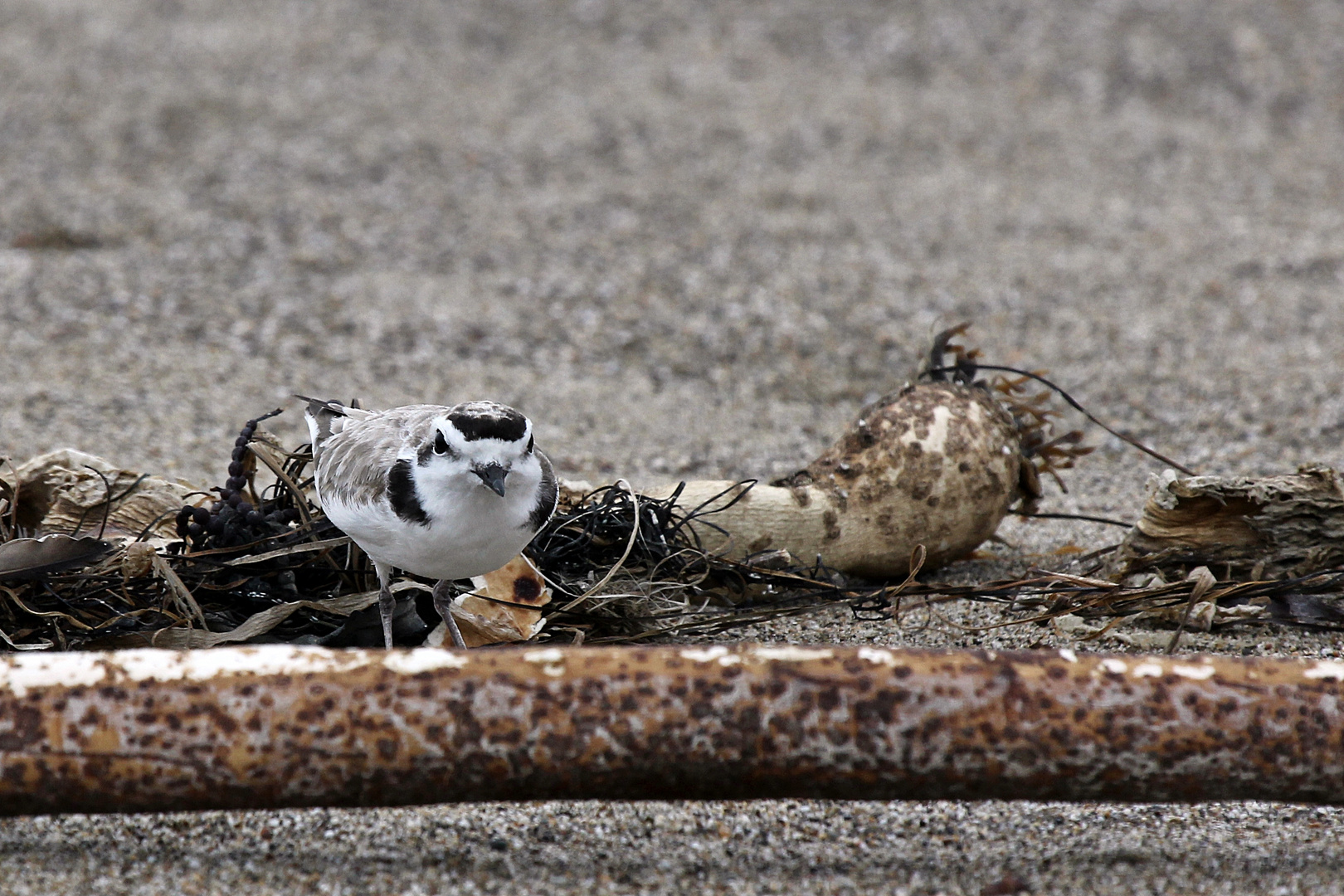 Western Snowy Plover