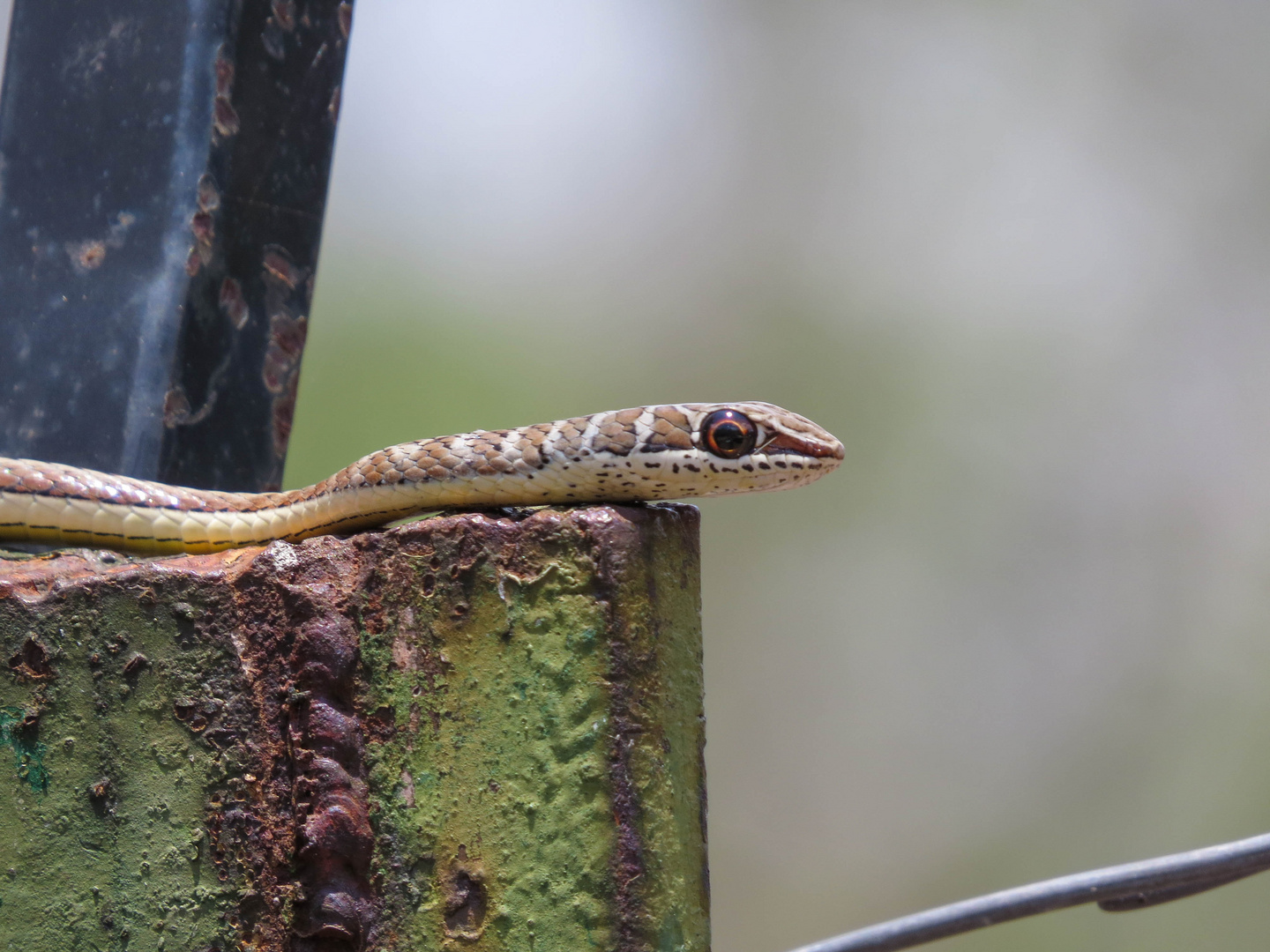 Western Stripe-bellied Sand Snake