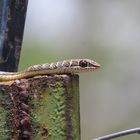 Western Stripe-bellied Sand Snake