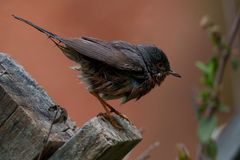 Western Subalpine Warbler
