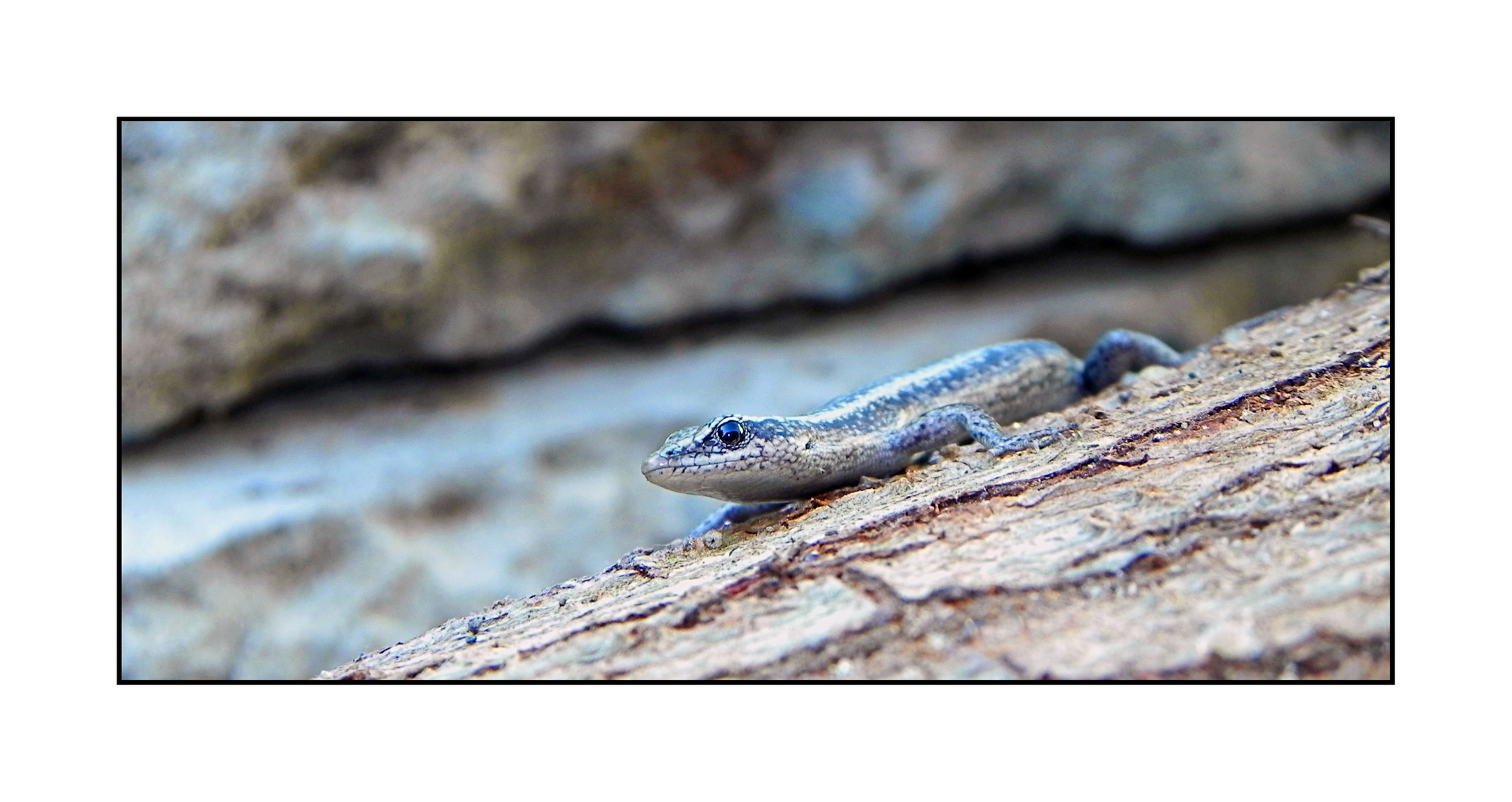 Western Three Lined Skink - Western Australia