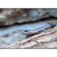 Western Three Lined Skink - Western Australia