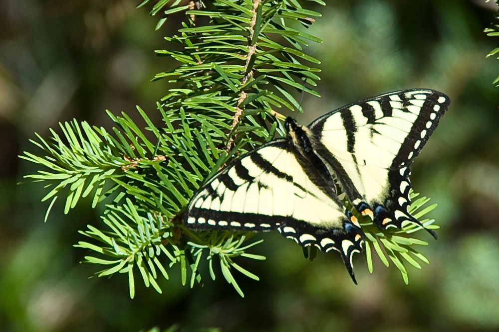 Western Tiger Schmetterling