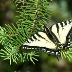 Western Tiger Schmetterling